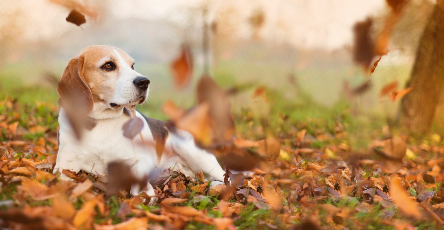 artgerechte Tierhaltung - BARF