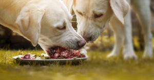 Das ist der BARF Shop Karnivor Shop