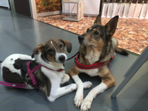 Messebesucher mit vier Pfoten