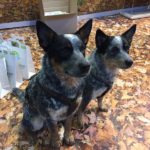 Tierischer Messebesuch auf der Animal 2019