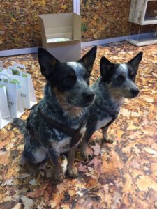 Tierischer Messebesuch auf der Animal 2019