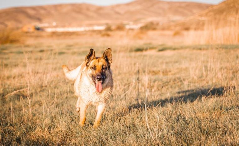 Gedüngte Wiesen und Felder: ein Problem für den Hund