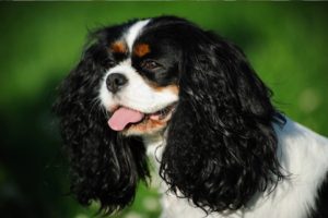 cavalier-king-charles-spaniel