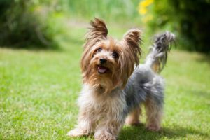 yorkshire-terrier