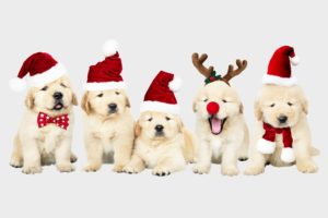 accessoires-fuer-hunde