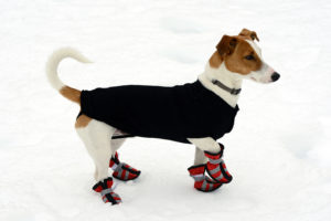 hunde schuhe winter