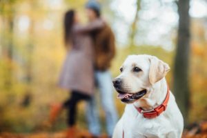 familien-freundliche-hunde-arten