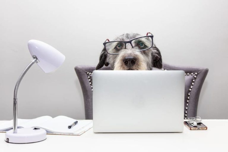 Homeoffice mit dem Hund – erst die Arbeit, dann das Vergnügen